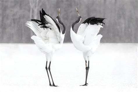 The Dancing Cranes on a Rainy Day - A Symphony of Movement and Tranquility Painted in Earth Tones!