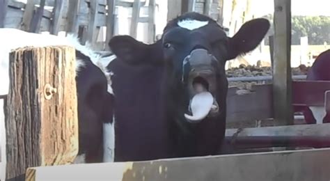 Why Do Cows Like Music? And Why Do They Prefer Jazz Over Rock?